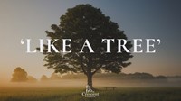 Like A Tree